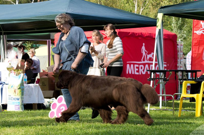 Фото: ньюфаундленд Акватория Келвин Хизер Хани (Aquatoriya Kelvin Heather Honey), Екатерина Бенкен