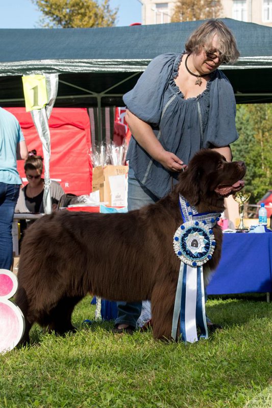 Фото: ньюфаундленд Акватория Келвин Хизер Хани (Aquatoriya Kelvin Heather Honey), Екатерина Бенкен
