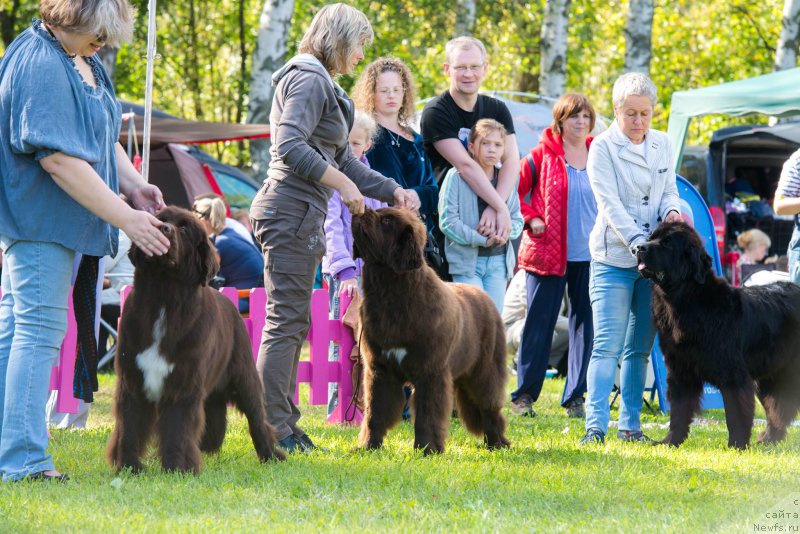 Фото: ньюфаундленд Фанньюф Арктика (Funnewf Arktika), Екатерина Бенкен, ньюфаундленд Фанньюф Атлантика (Funnewf Atlantika)