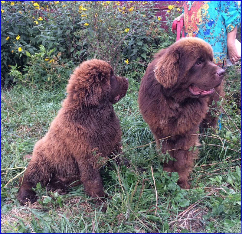 Фото: ньюфаундленд Браунблад МСК Велес Алистер (Brownblood MSK Veles Alister), ньюфаундленд Браунблад МСК Хаким Голд Хайдар (Brownblood MSK Hakim Gold Haydar)