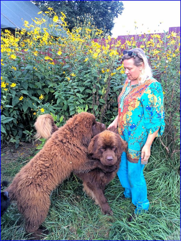 Фото: ньюфаундленд Браунблад МСК Велес Алистер (Brownblood MSK Veles Alister), ньюфаундленд Браунблад МСК Хаким Голд Хайдар (Brownblood MSK Hakim Gold Haydar)