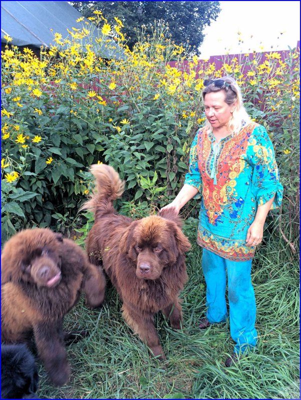 Фото: ньюфаундленд Браунблад МСК Велес Алистер (Brownblood MSK Veles Alister), ньюфаундленд Браунблад МСК Хаким Голд Хайдар (Brownblood MSK Hakim Gold Haydar)