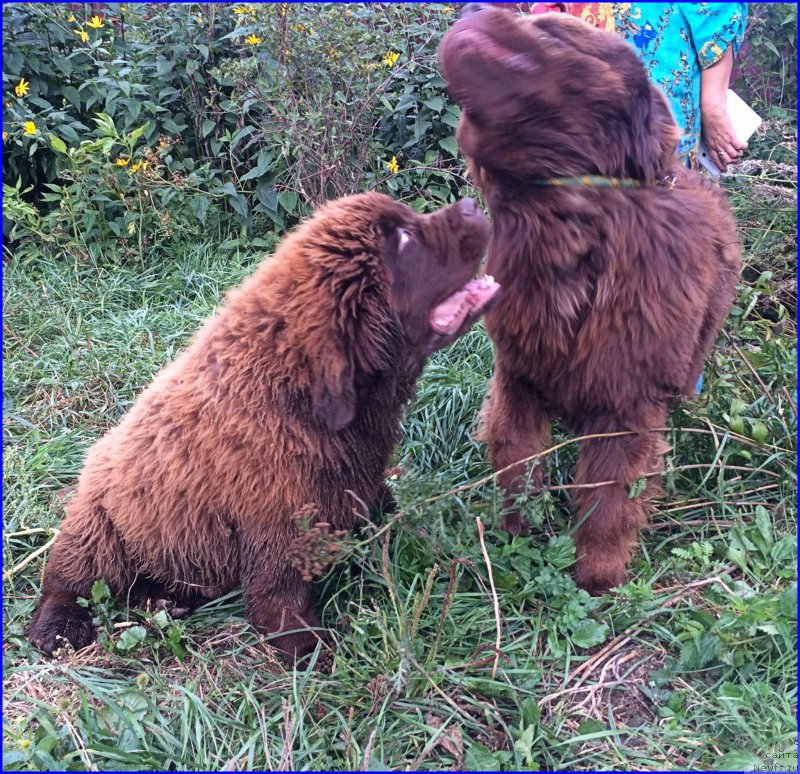 Фото: ньюфаундленд Браунблад МСК Велес Алистер (Brownblood MSK Veles Alister), ньюфаундленд Браунблад МСК Хаким Голд Хайдар (Brownblood MSK Hakim Gold Haydar)