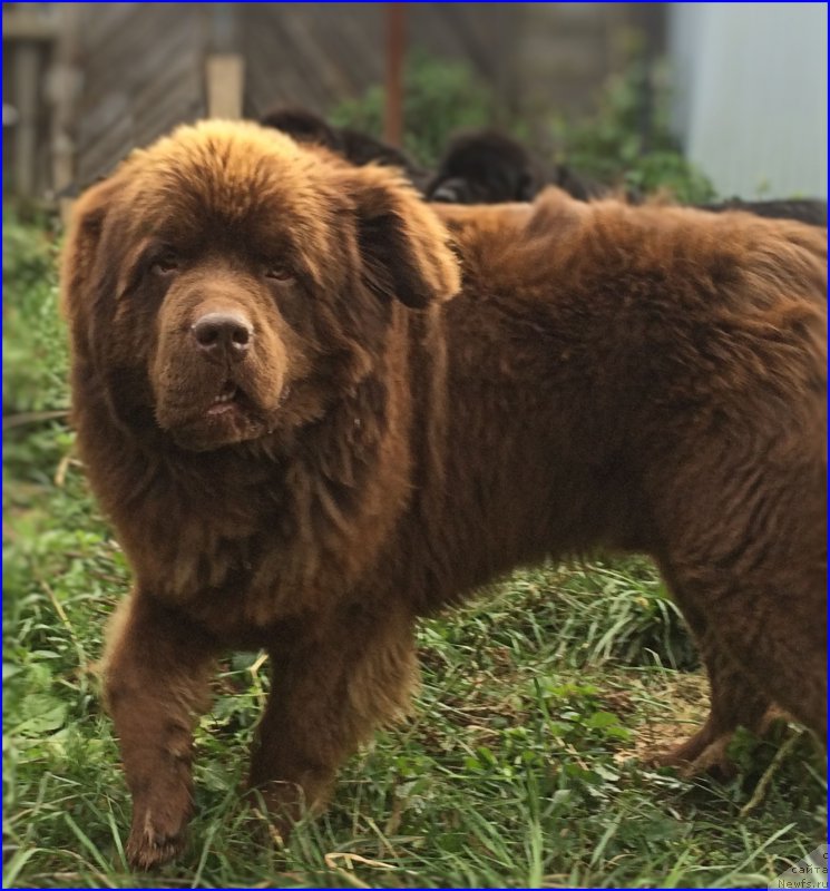 Фото: ньюфаундленд Браунблад МСК Хаким Голд Хайдар (Brownblood MSK Hakim Gold Haydar)
