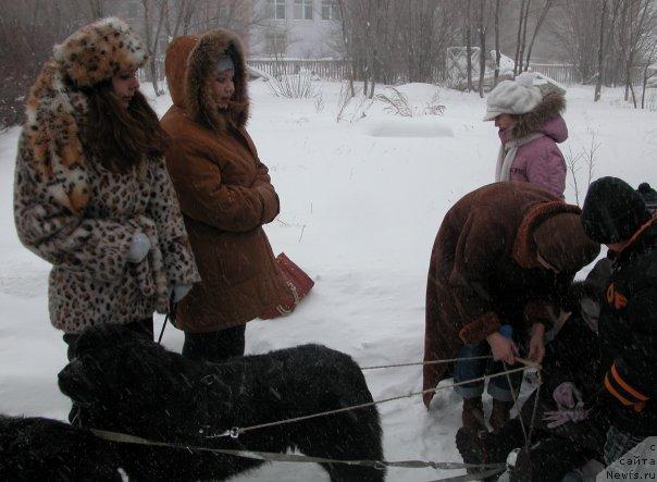 Фото: ньюфаундленд Оттава (Ottava), ньюфаундленд Рокот Волны Варга Кара Аюлар (Rokot Volny Varga Kara Ayular)