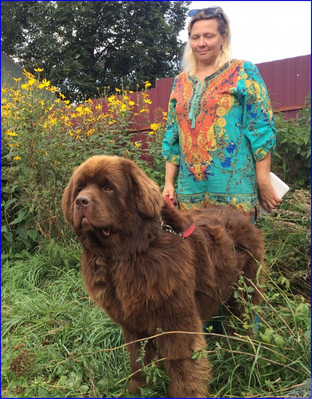 Фото: ньюфаундленд Браунблад МСК Хаким Голд Хайдар (Brownblood MSK Hakim Gold Haydar)