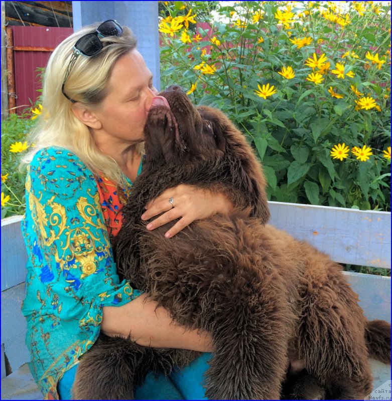 Фото: ньюфаундленд Браунблад МСК Велес Алистер (Brownblood MSK Veles Alister), Лена Зырина