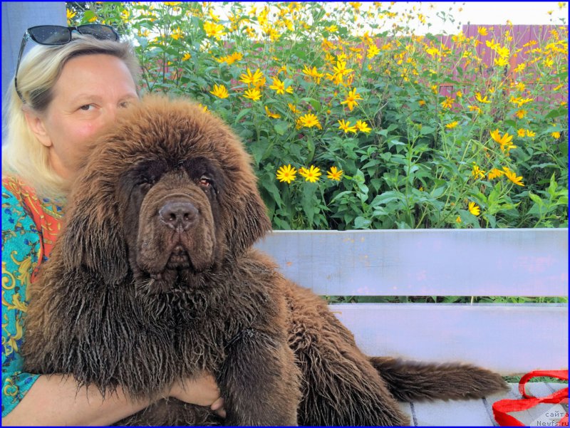 Фото: ньюфаундленд Браунблад МСК Велес Алистер (Brownblood MSK Veles Alister), Лена Зырина