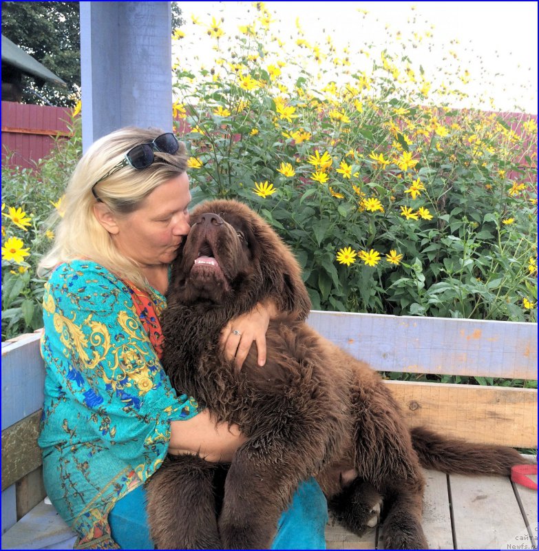 Фото: ньюфаундленд Браунблад МСК Велес Алистер (Brownblood MSK Veles Alister), Лена Зырина