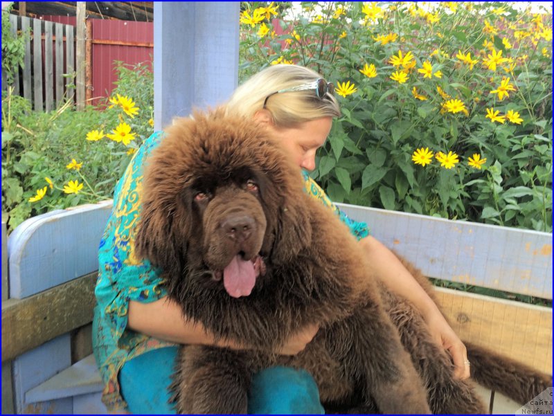 Фото: ньюфаундленд Браунблад МСК Велес Алистер (Brownblood MSK Veles Alister), Лена Зырина