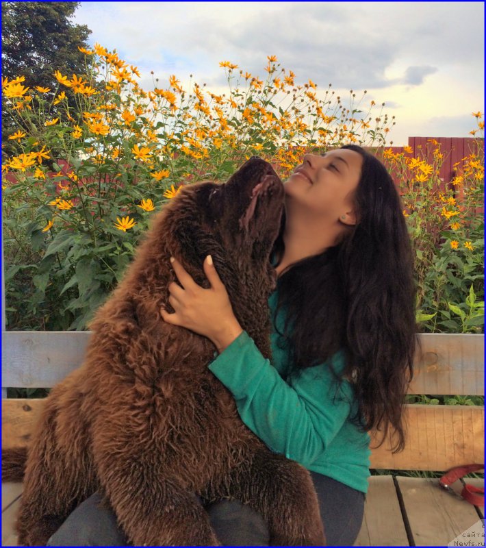 Фото: ньюфаундленд Браунблад МСК Велес Алистер (Brownblood MSK Veles Alister), Саша