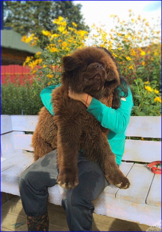 Фото: ньюфаундленд Браунблад МСК Велес Алистер (Brownblood MSK Veles Alister), Саша