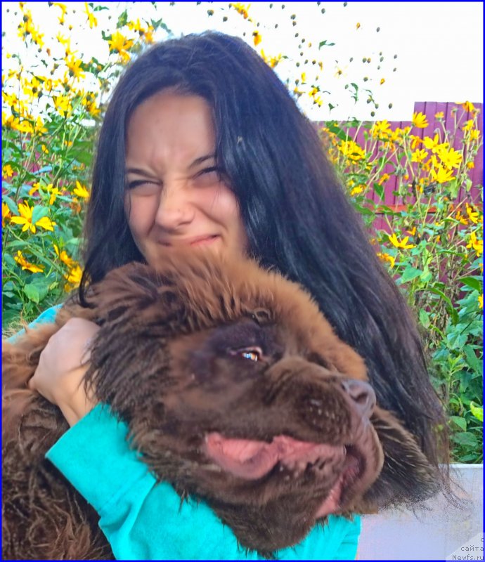 Фото: ньюфаундленд Браунблад МСК Велес Алистер (Brownblood MSK Veles Alister), Саша