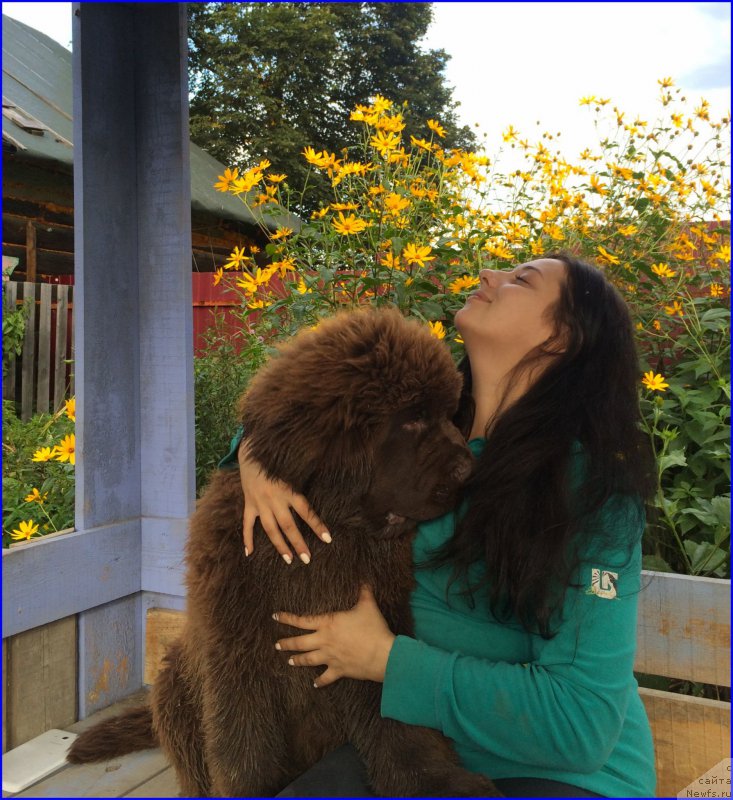 Фото: ньюфаундленд Браунблад МСК Велес Алистер (Brownblood MSK Veles Alister), Саша