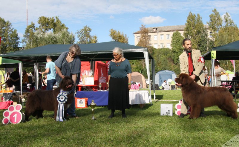 Фото: ньюфаундленд Акватория Келвин Хизер Хани (Aquatoriya Kelvin Heather Honey), ньюфаундленд I Follow The Sun de L'Etoile de Cyrice