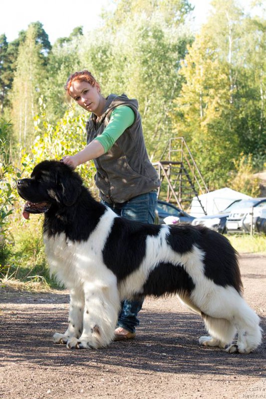 Фото: ньюфаундленд Супер Бизон Маэстро (Super Bizon Maestro)