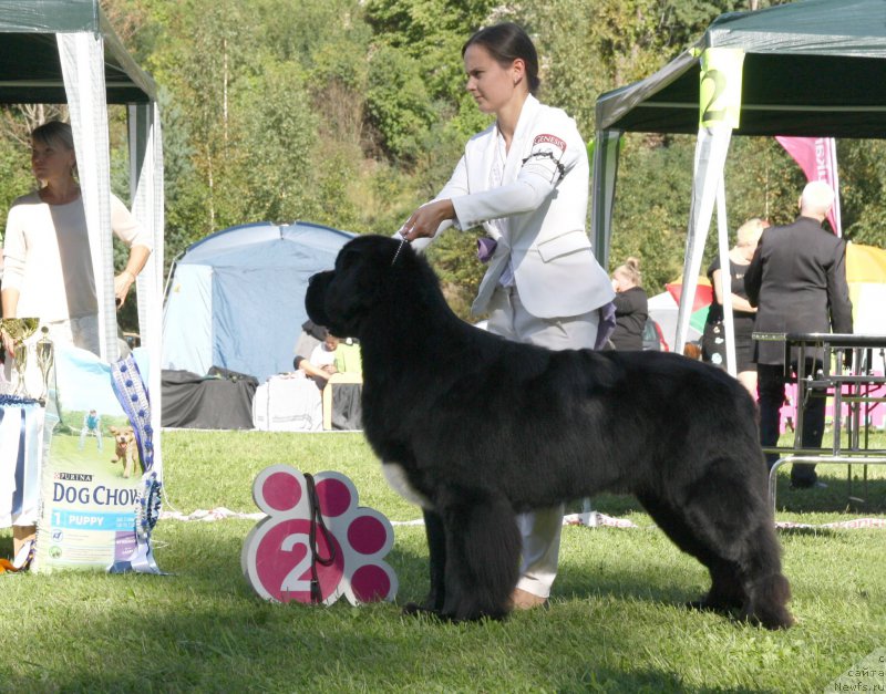 Фото: ньюфаундленд Бегущая по Волнам Чарт Топпер (Beguschaya po Volnam Сhart Topper)