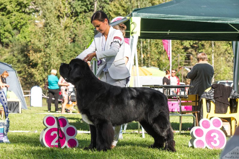 Фото: ньюфаундленд Бегущая по Волнам Чарт Топпер (Beguschaya po Volnam Сhart Topper)