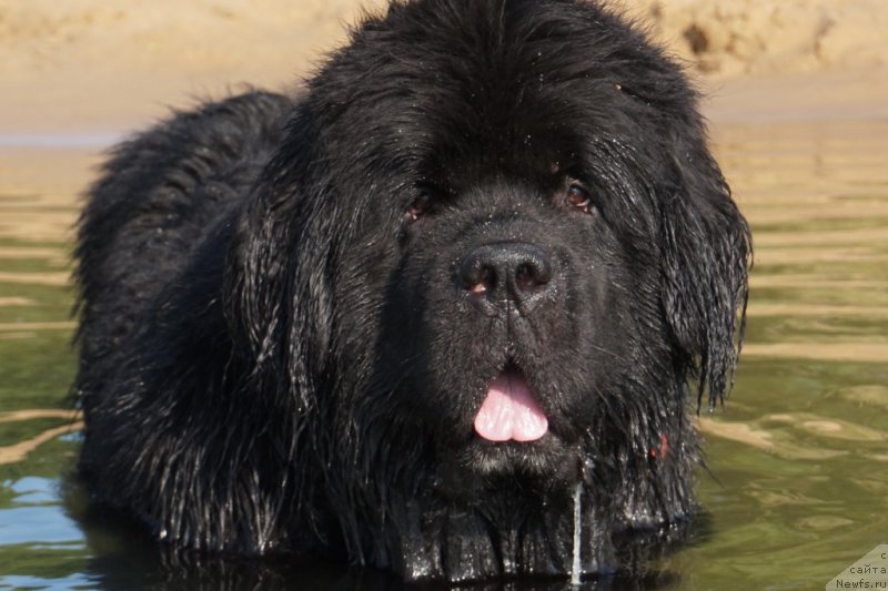 Фото: ньюфаундленд Бридж Овер Траблд Ривер (Bridge Over Troubled River)