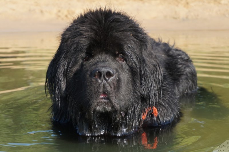Фото: ньюфаундленд Бридж Овер Траблд Ривер (Bridge Over Troubled River)