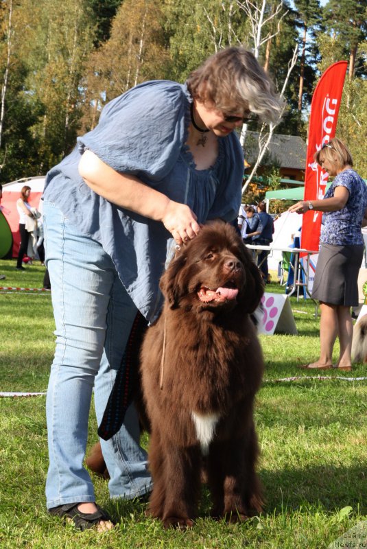 Фото: ньюфаундленд Акватория Келвин Хизер Хани (Aquatoriya Kelvin Heather Honey)