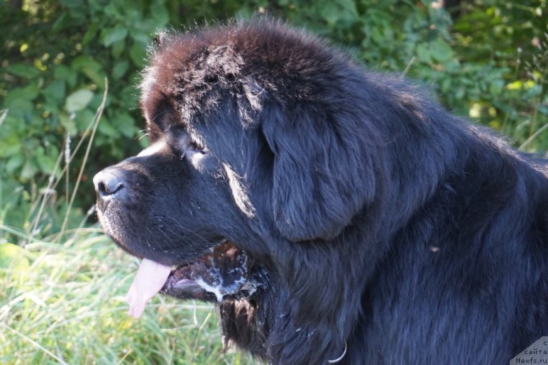 Фото: ньюфаундленд Бридж Овер Траблд Ривер (Bridge Over Troubled River)