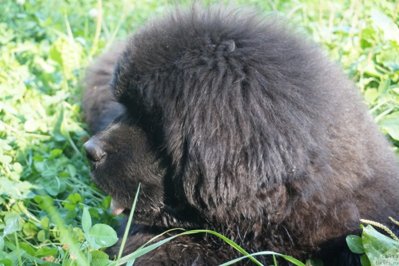 Фото: ньюфаундленд Династик Брэнч Яндекс Хапинесс (Dynastic Branch Yandex Hapiness)