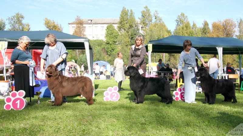Фото: ньюфаундленд Акватория Келвин Хизер Хани (Aquatoriya Kelvin Heather Honey), ньюфаундленд Смигар Тайм Лайн (Smigar Time Line), ньюфаундленд Бегущая по Волнам Браво Брависсимо (Beguschaya po Volnam Bravo Bravissimo)
