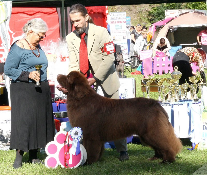 Фото: ньюфаундленд I Follow The Sun de L'Etoile de Cyrice