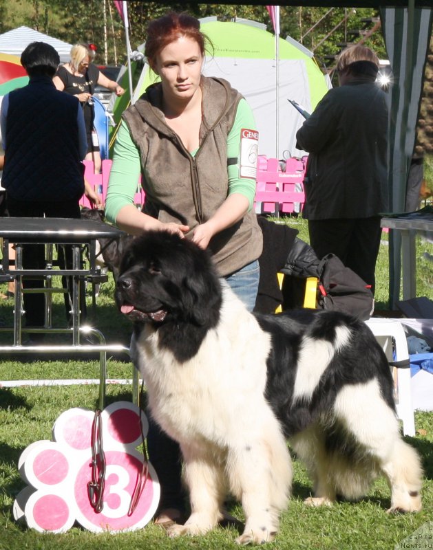 Фото: ньюфаундленд Флюфи Аваланч Центнер (Fluffy Avalanche Centner)