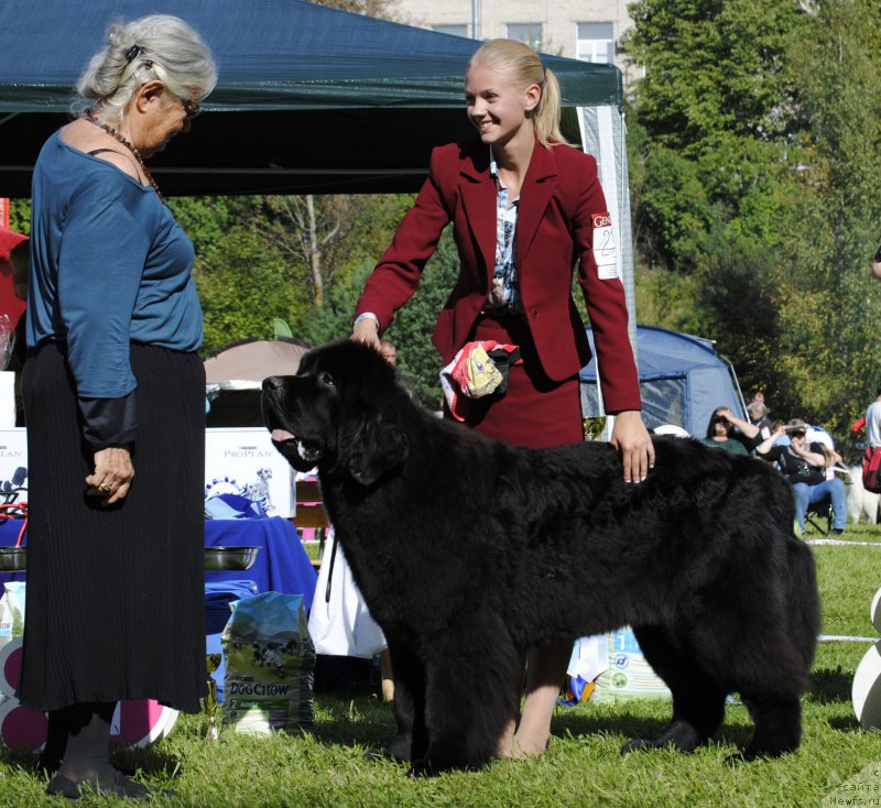 Фото: ньюфаундленд Смигар Блонди Мэрилин (Smigar Blondy Marilyn)