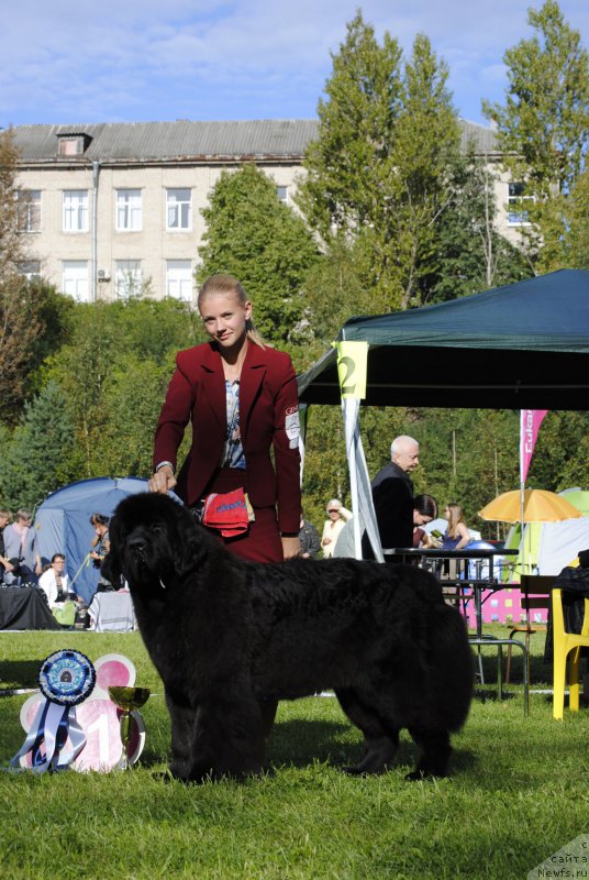Фото: ньюфаундленд Смигар Блонди Мэрилин (Smigar Blondy Marilyn)