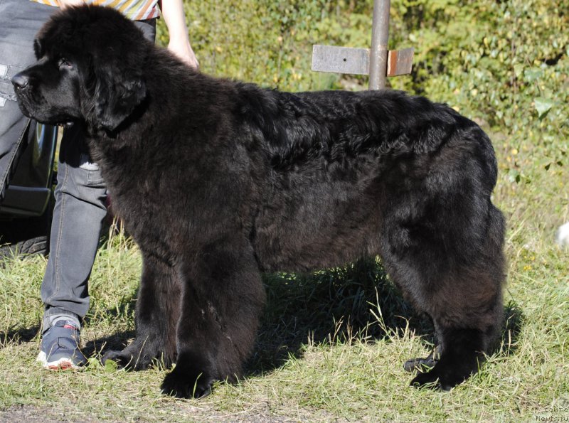 Фото: ньюфаундленд Смигар Блонди Мэрилин (Smigar Blondy Marilyn)