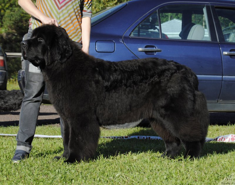 Фото: ньюфаундленд Смигар Блонди Мэрилин (Smigar Blondy Marilyn), Анастасия Эдуардова