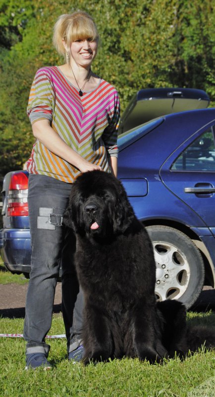 Фото: Анастасия Эдуардова, ньюфаундленд Смигар Блонди Мэрилин (Smigar Blondy Marilyn)