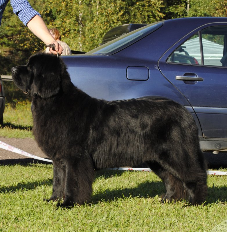 Фото: ньюфаундленд Love Inside Your Soul Moon Bear