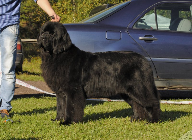 Фото: ньюфаундленд Love Inside Your Soul Moon Bear, Александр Коротков