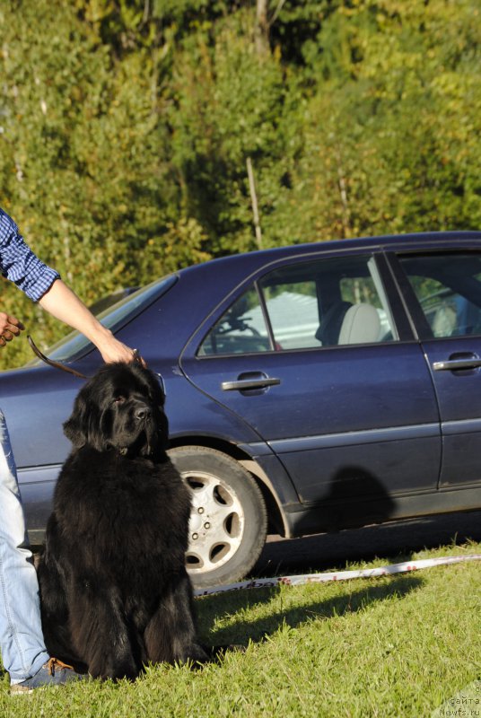 Фото: ньюфаундленд Love Inside Your Soul Moon Bear