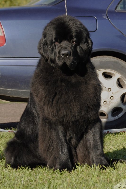 Фото: ньюфаундленд Love Inside Your Soul Moon Bear