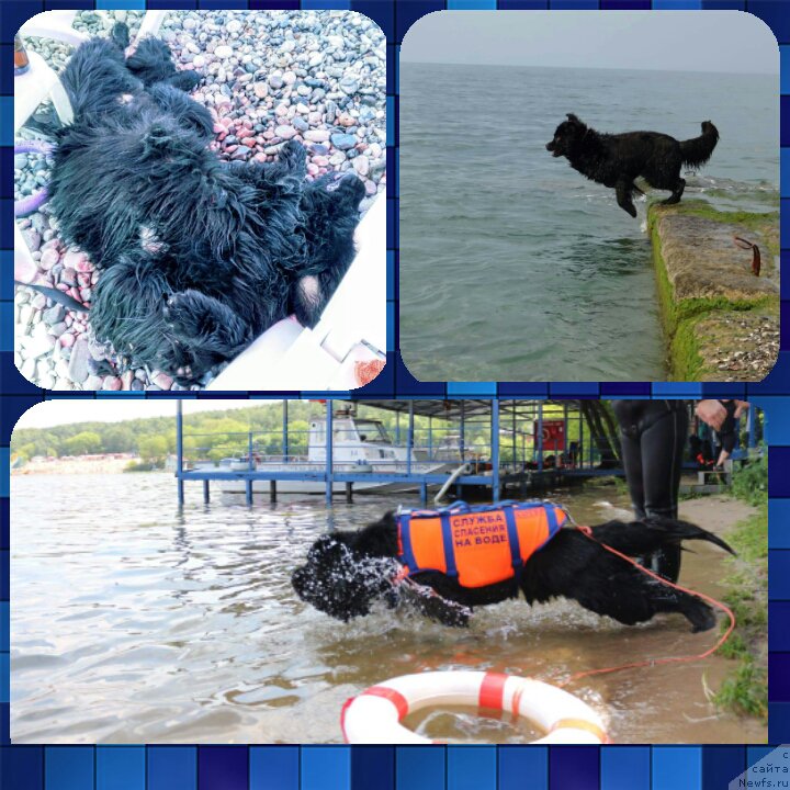 Фото: ньюфаундленд Черный Чанк с Берега Дона (Chernyj Chank s Berega Dona)