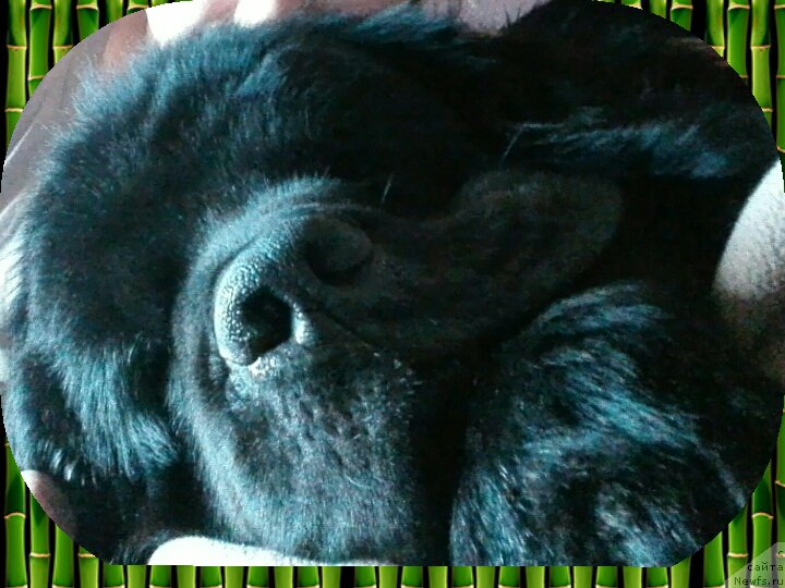 Фото: ньюфаундленд Черный Чанк с Берега Дона (Chernyj Chank s Berega Dona)