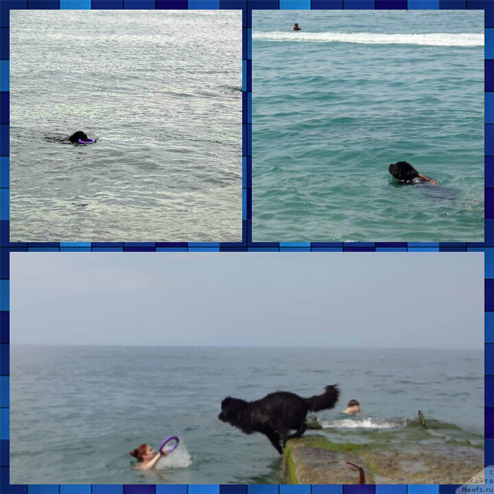 Фото: ньюфаундленд Черный Чанк с Берега Дона (Chernyj Chank s Berega Dona)