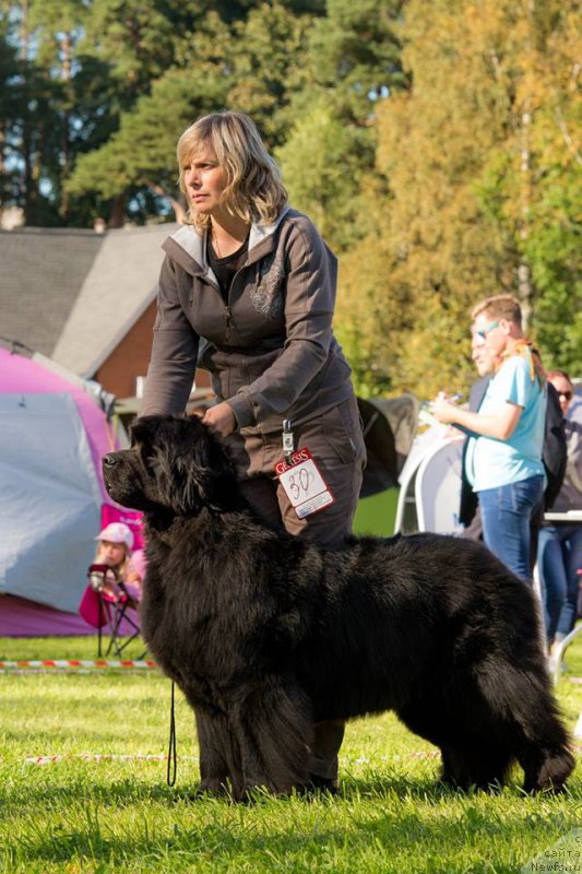 Фото: ньюфаундленд Смигар Тайм Лайн (Smigar Time Line)