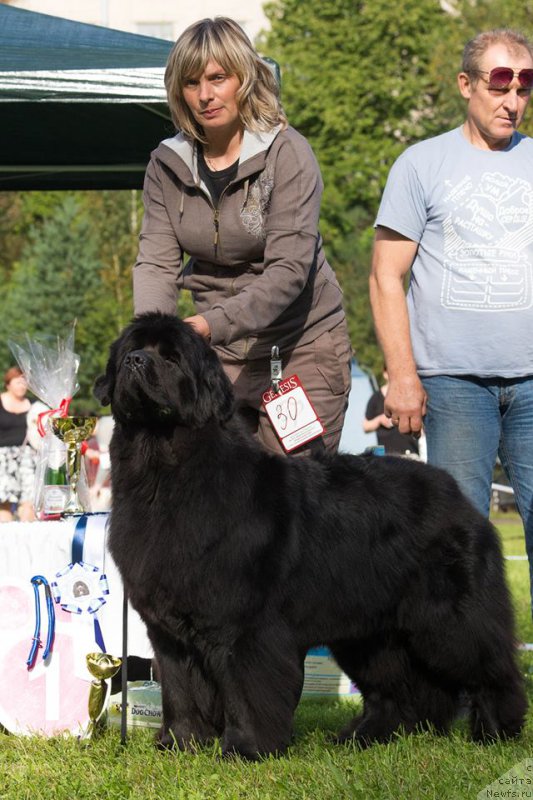 Фото: ньюфаундленд Смигар Тайм Лайн (Smigar Time Line)