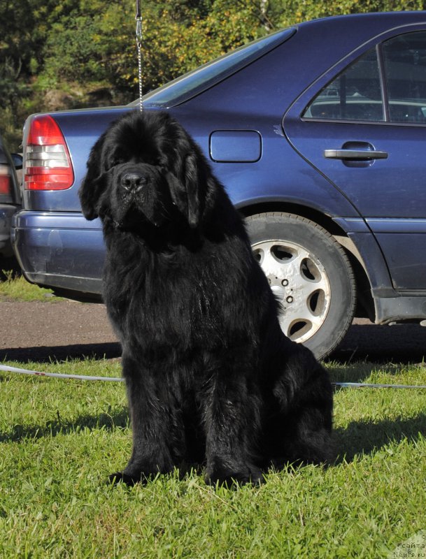 Фото: ньюфаундленд Jonathan Poursmigar iz Volotova