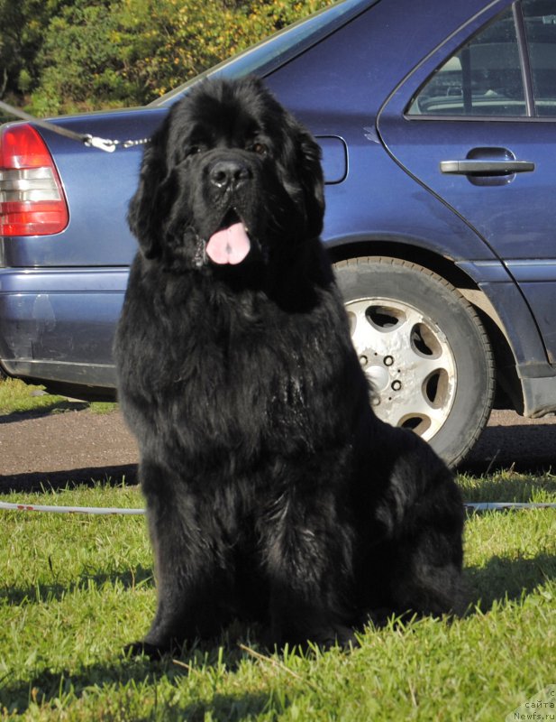 Фото: ньюфаундленд Jonathan Poursmigar iz Volotova