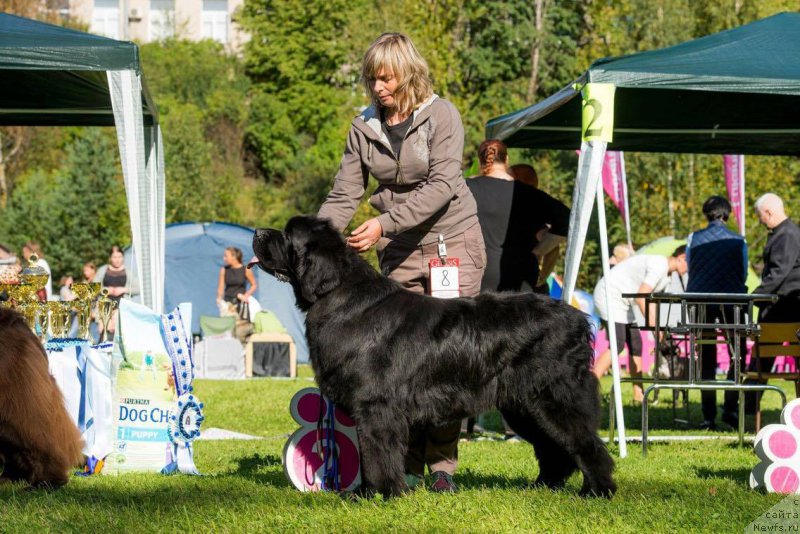 Фото: ньюфаундленд Jonathan Poursmigar iz Volotova