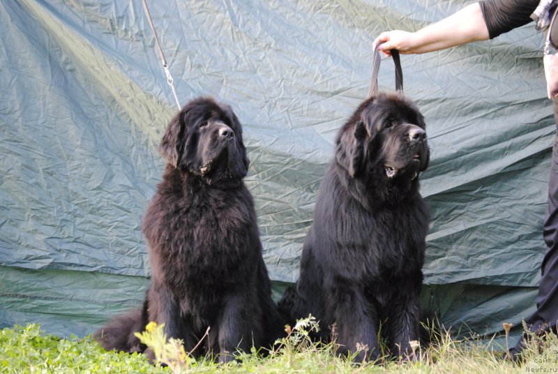 Фото: ньюфаундленд Love Inside Your Soul Moon Bear, ньюфаундленд Jonathan Poursmigar iz Volotova