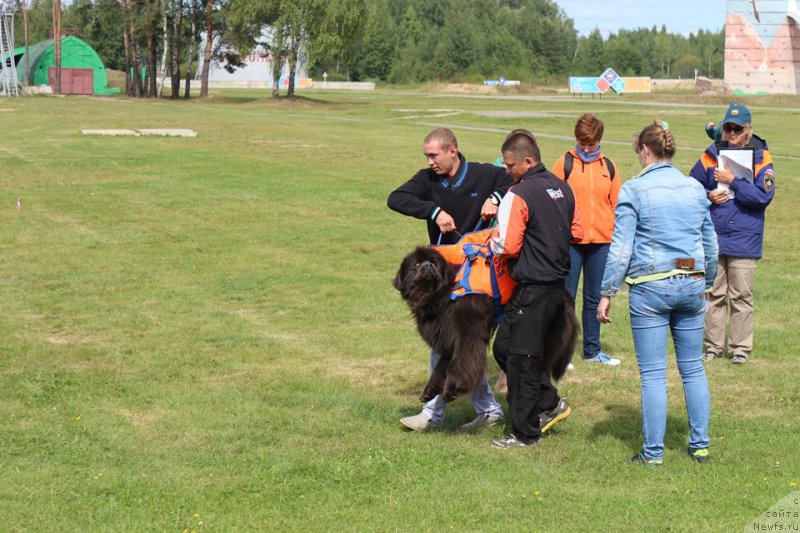 Фото: ньюфаундленд Мелти Вейв Марин Тифея (Melty Wave Marine Tifeya)