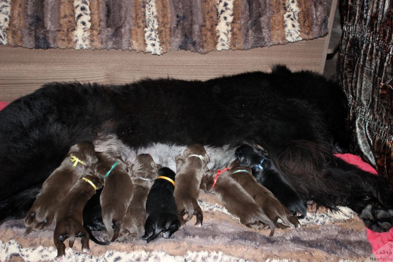 Фото: ньюфаундленд Мерседес Вялiкi Мядзведзь (Mercedes Vialiki Miadzvedz)